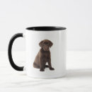 Recherche de chocolate labrador retriever tasses Animaux