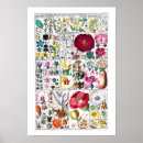 Recherche de vintage botanical posters Flower