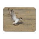 Recherche de neigeux magnets Faune