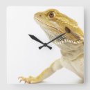 Recherche de barbu horloges Reptile