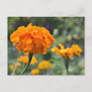 Recherche de orange cartes postales Plante