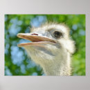 Recherche de autruche drôle posters Portrait