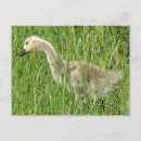 Recherche de oison cartes postales Oie