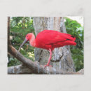 Recherche de affranchissement rose Rouge
