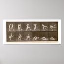 Recherche de muybridge posters 1830 1904