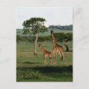 Recherche de girafe bébé cartes postales Animaux de safari