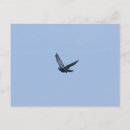 Recherche de oiseaux en vol cartes postales Ciel bleu