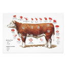 Recherche de viande de boeuf posters Coupures