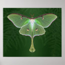 Recherche de luna art Moth
