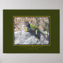 Recherche de lézards posters Pour lui
