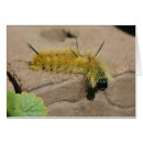 Recherche de mite photographie Faune