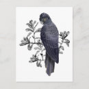Recherche de souches cartes postales Faune