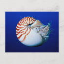 Recherche de bornéo cartes postales Faune