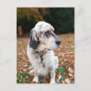 Recherche de disquette cartes postales Animal
