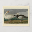 Recherche de oiseaux de neige cartes postales Illustration