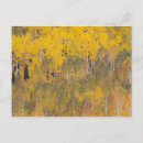 Recherche de peuplier cartes postales Automne