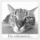 Recherche de jolie image de chat Animaux