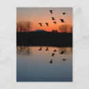 Recherche de poulailler cartes postales Oie