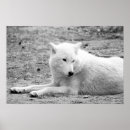 Recherche de noir loups posters Noir et blanc