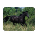 Recherche de plomb magnets Herbe