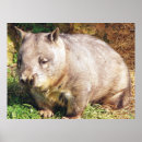 Recherche de wombat posters Marsupial