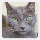 Recherche de chat gris autocollants Mignon