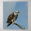 Recherche de hawk posters Oiseau de proie