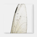 Recherche de fragilité magnets Insecte