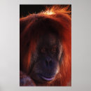 Recherche de orang outan posters Bornéo