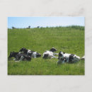 Recherche de holstein cartes postales Friesian