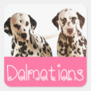 Recherche de chiot dalmatien autocollants Chiots
