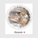 Recherche de falcone autocollants Rapaces