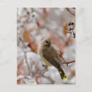 Recherche de aubépine cartes postales Oiseau