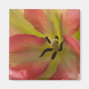 Recherche de photos de tulipe magnets Floral