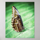 Recherche de insecte art Ailes