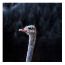 Recherche de autruche posters Oiseaux