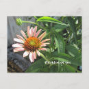 Recherche de sentez les roses Jardin