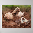 Recherche de boue posters Porcs
