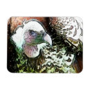 Recherche de rapaces magnets Vautour