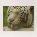Recherche de tigre blanc puzzles Animal sauvage