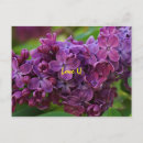 Recherche de fleurs lilas cartes postales Violet