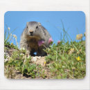 Recherche de alpine tapis souris Fleur