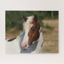Recherche de haflinger puzzles Pinto
