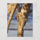 Recherche de tête de girafe cartes postales Faune