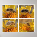 Recherche de insectes et insectes posters Printemps