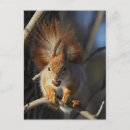Recherche de noisettes cartes postales Écureuil