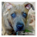 Recherche de pit bull terrier posters Apbt