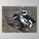 Recherche de poussin pingouin posters Faune