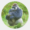 Recherche de gorilla autocollants Bandes