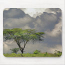 Recherche de acacia tapis souris Nuage